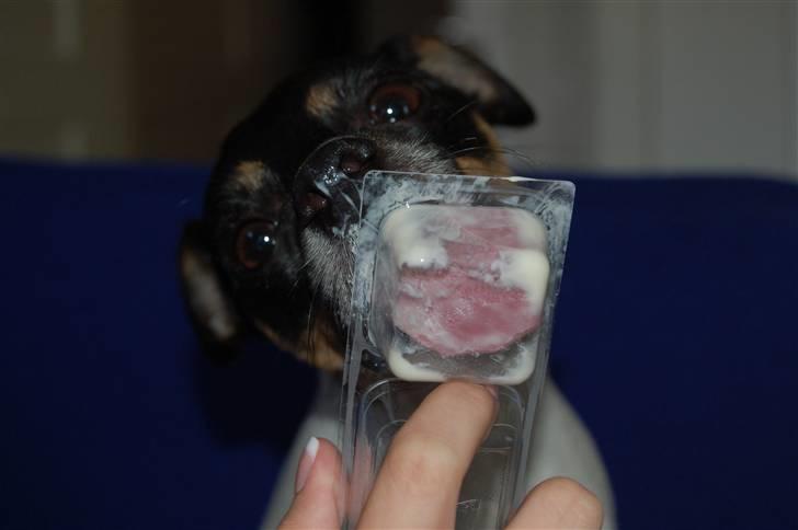 Dansk svensk gaardhund Joy  - Elsker smelteost (=  billede 10