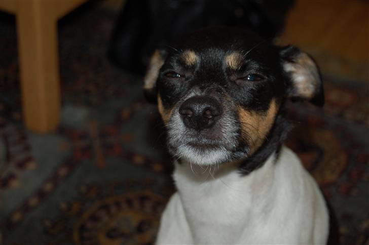 Dansk svensk gaardhund Joy  - Jeg holder øje med dig :P  billede 11