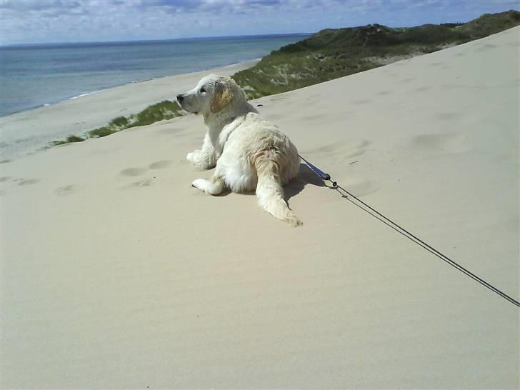 Golden retriever Lapija´s Bianca - Smukke Bianca billede 9