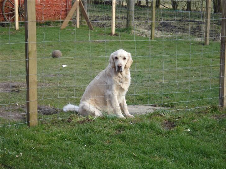 Golden retriever Balto - Smukke mig :) billede 19