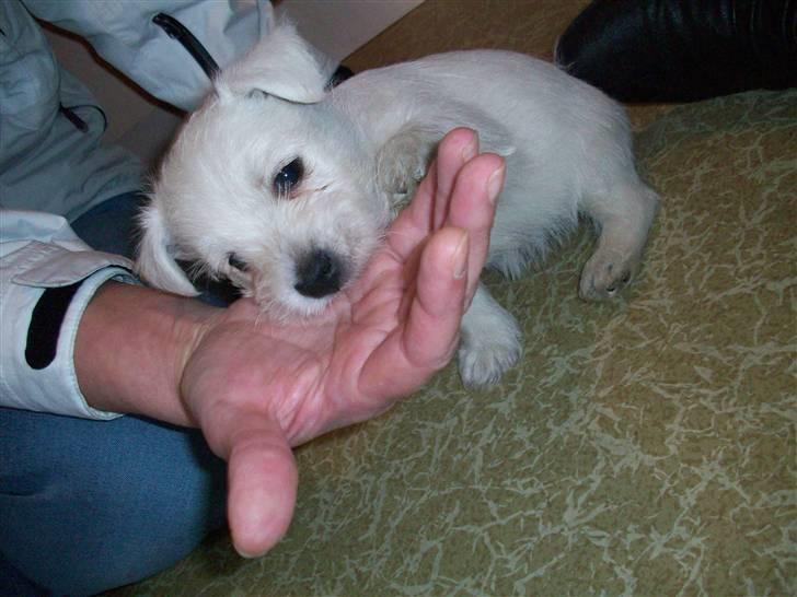 West highland white terrier TIGI - Jeg spiser min "menneske´mormors" hånd. billede 7