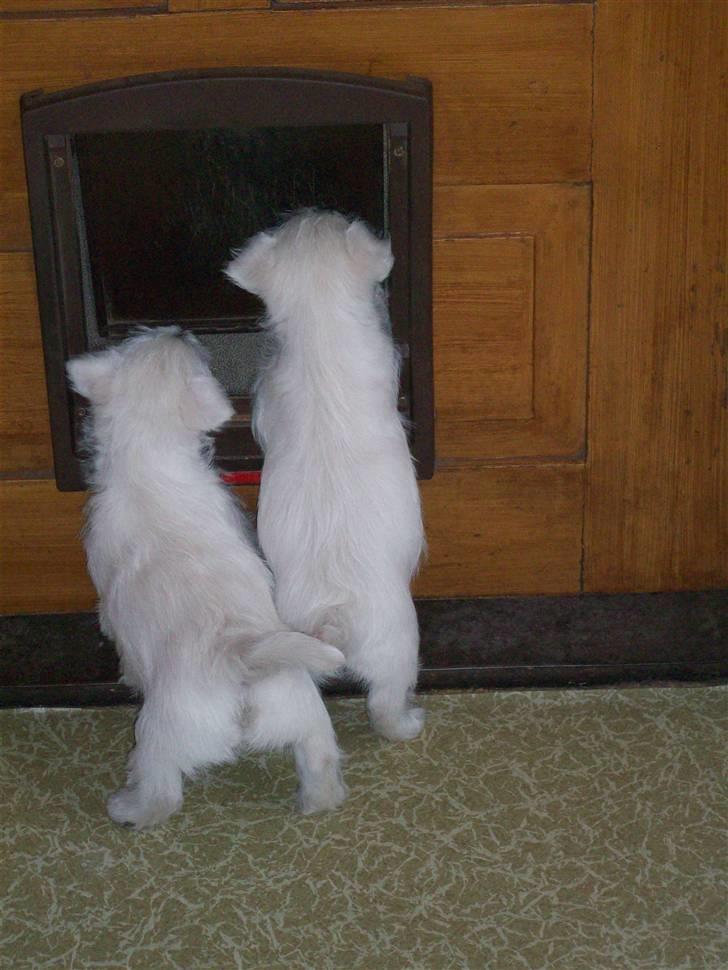 West highland white terrier TIGI - Hvordan kommer vi ud ? (Tigi til højre) billede 8