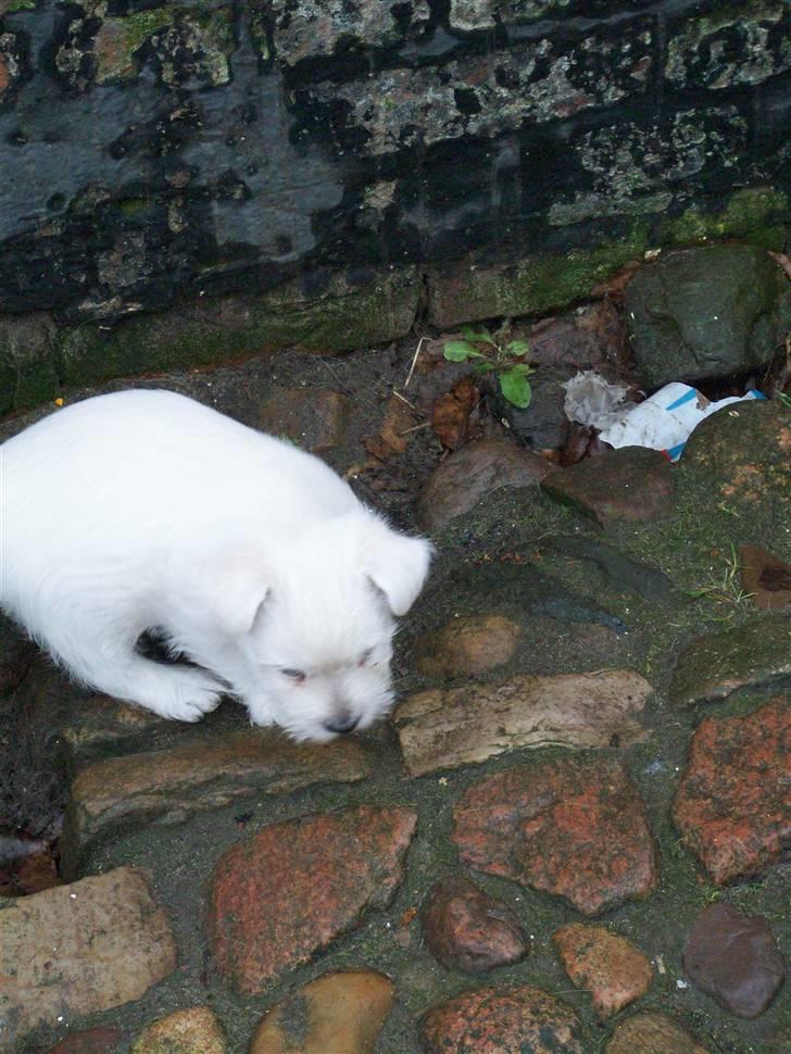 West highland white terrier TIGI - Uhha, det er farligt herude.. billede 9