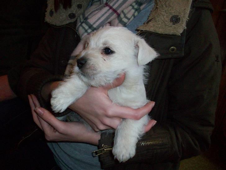 West highland white terrier TIGI - TIGI - 6 uger billede 10