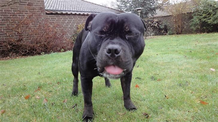 Staffordshire bull terrier Lukas billede 1