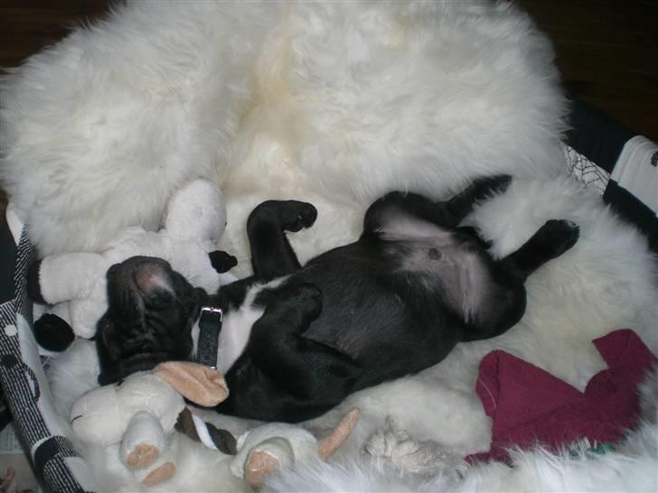 Staffordshire bull terrier Lukas - Det er nu godt med en lille morfar billede 2