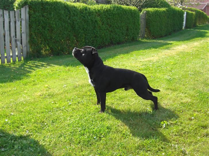 Staffordshire bull terrier Lukas - Mor synes jeg er så smuk på det billede. billede 3