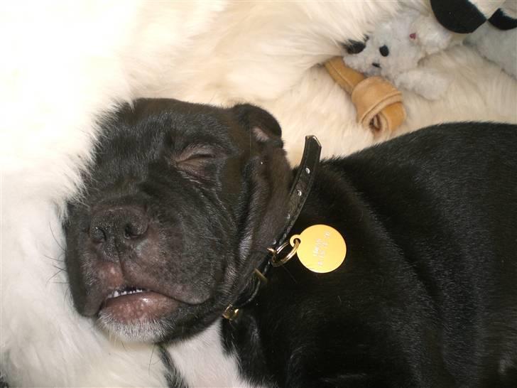 Staffordshire bull terrier Lukas - Min mor og far siger, at jeg snorker, men det kan jeg altså ikke forstå? billede 4