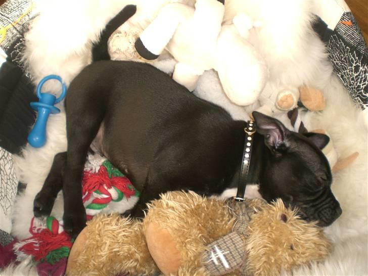 Staffordshire bull terrier Lukas - Jamen så er vi vidst alle sammen samlet - sov godt venner! billede 5