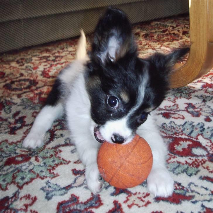 Papillon Heikra´s Frederikke - Grrrr nu har jeg dig og du slipper ikke billede 1