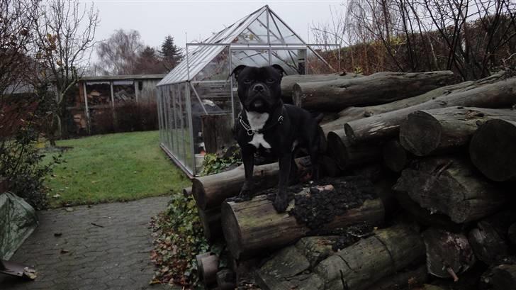 Staffordshire bull terrier Lukas - nyt d. 16/11-09 billede 6