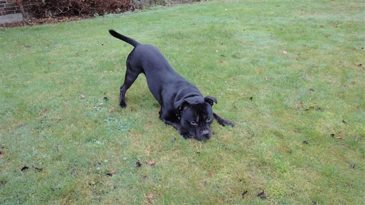 Staffordshire bull terrier Lukas billede 7