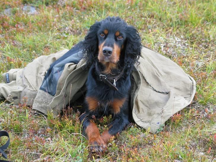 Gordon setter Aaens Diana (Lucky) - Velkommen til Lucky´s profil :) Skriv endelig hvis i lyster ? billede 1