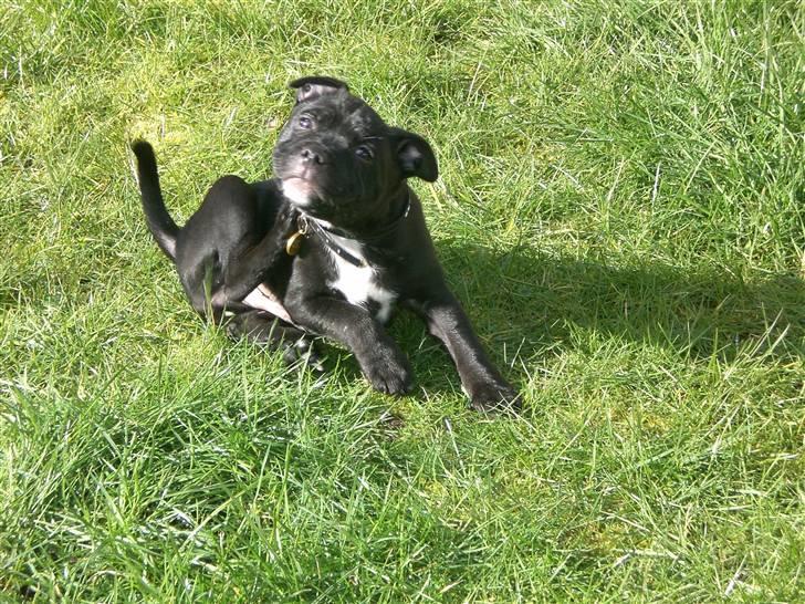 Staffordshire bull terrier Lukas - Lige lidt til venstre .... uuuh ha ... Lige der ja.  billede 8