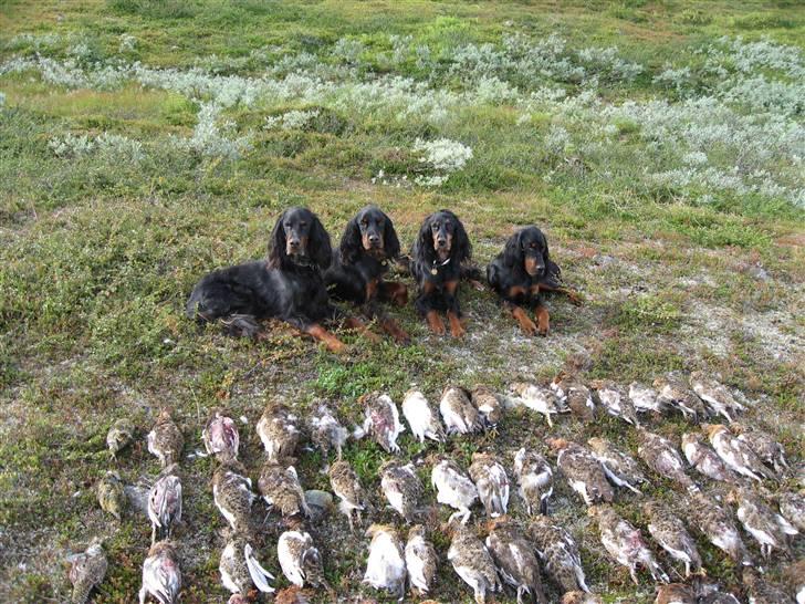 Gordon setter Aaens Diana (Lucky) - Jagt i Nord Sverige September 2007 (Lucky anden fr højre) billede 2