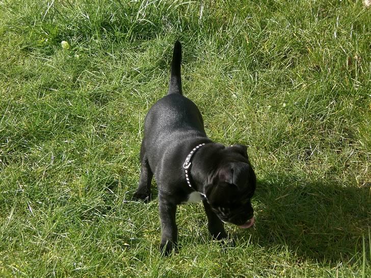 Staffordshire bull terrier Lukas - Mor .. far .. - en af jer! Få så slået det græs. Det kilder mig altså i næsen! billede 9