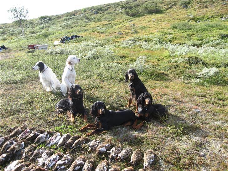 Gordon setter Aaens Diana (Lucky) - Sverige September 2007 (Lucky den eneste Gordon Setter der sidder op) billede 3