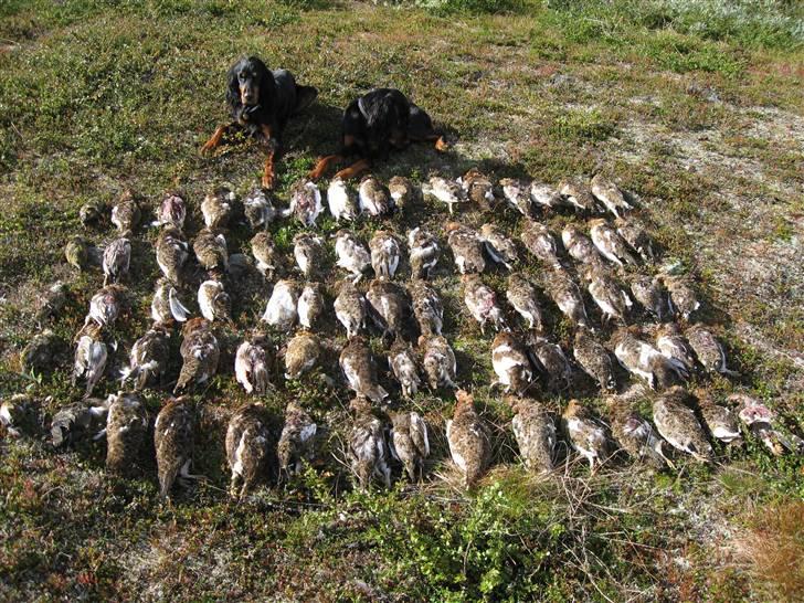 Gordon setter Aaens Diana (Lucky) billede 4