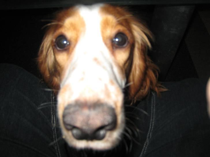 Cocker spaniel Freddy - Close up billede 6
