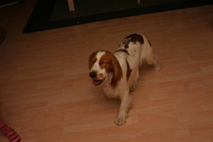 Cocker spaniel Freddy - hvad sker der lige for dig freddy billede 8