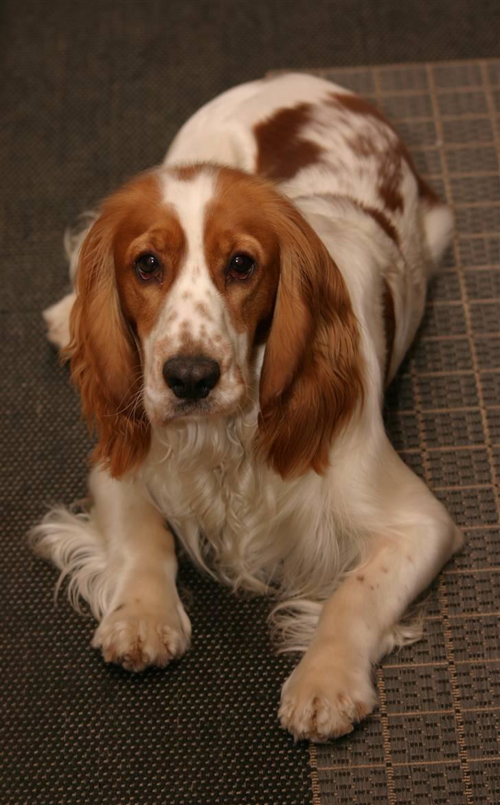 Cocker spaniel Freddy - dejlige hund billede 9