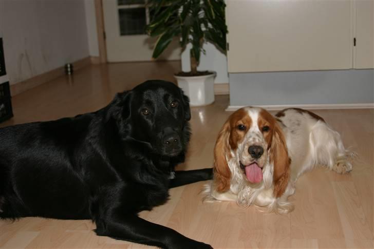 Cocker spaniel Freddy - Det er hårdt at lege billede 10