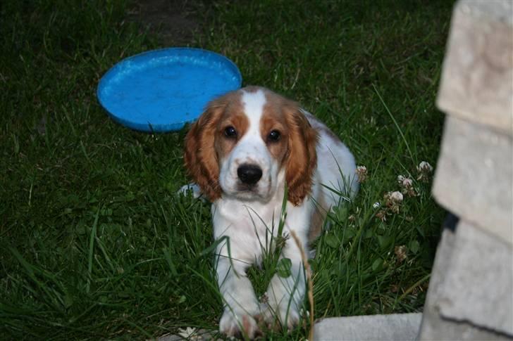 Cocker spaniel Freddy - Så kær var jeg da jeg blodt var 11 uger billede 11