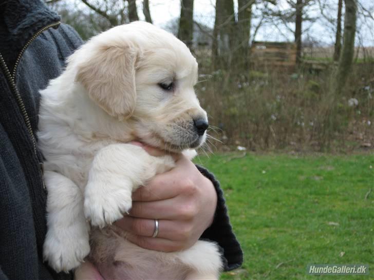 Golden retriever Lapija´s Bianca - 6 uger billede 3