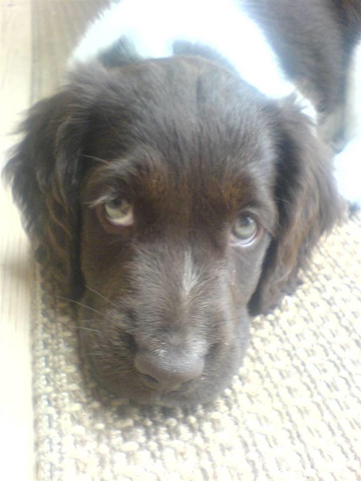 Kleiner münsterländer Thyboen's Candy - Velkommen til lille Candys profil<3 Skriv og spørg endelig hvis i lyster :) billede 1