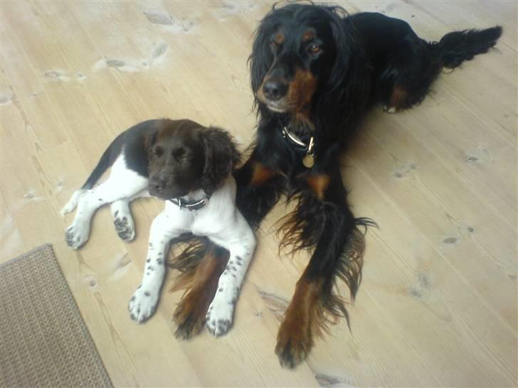 Kleiner münsterländer Thyboen's Candy - Nuffer og Bette´Vuf<3 billede 2