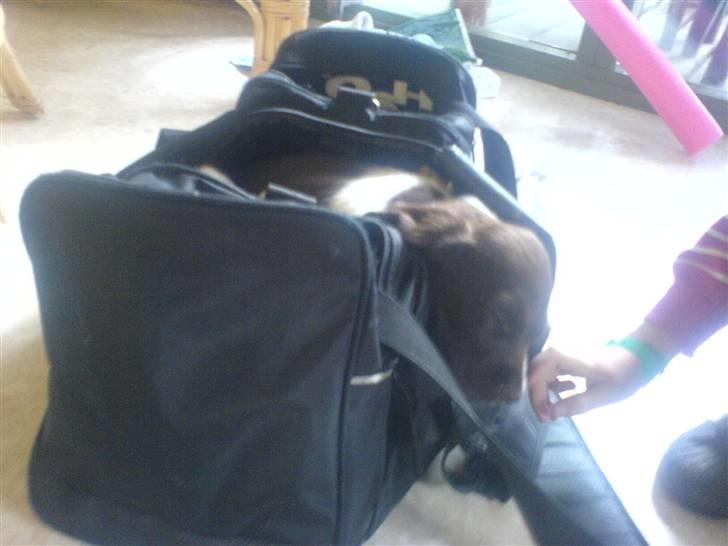 Kleiner münsterländer Thyboen's Candy - På ferie uge 28 2007. Tasken lugtede dejligt hjemmeligt, så hvorfor ikke tage en lur der? (Selvom vi andre var ved at pakke og skulle putte ting i tasken!) :) billede 3