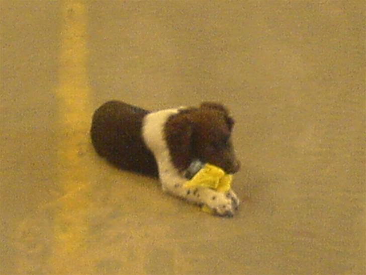 Kleiner münsterländer Thyboen's Candy - Meget sjovt at bide i <3 billede 4