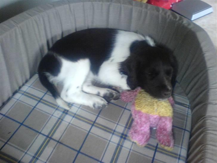 Kleiner münsterländer Thyboen's Candy - Arh, hovedepude ! <3 Luksusdyr er man vel :) billede 5