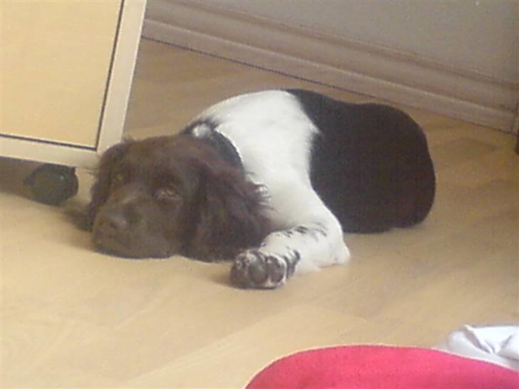 Kleiner münsterländer Thyboen's Candy billede 6