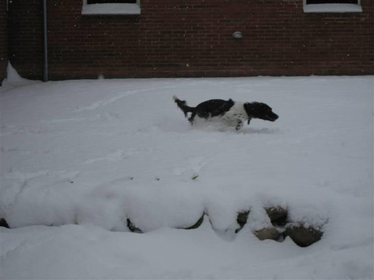 Kleiner münsterländer Thyboen's Candy - 23/3-08 (Læg mærke til sporet og farten !) :) Den lille spurter<3 billede 7
