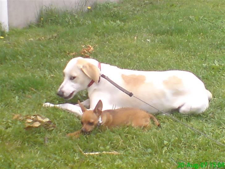 Blanding af racer |Chi/DP| Lasse prinsen - Lasse og hans dame Freja billede 18