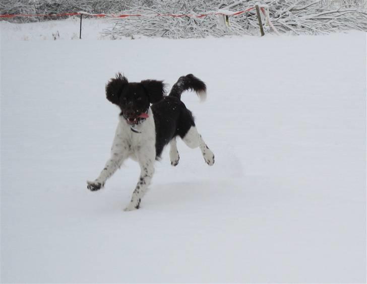Kleiner münsterländer Thyboen's Candy - I fuld firspring - Som hun ses ofte :) billede 8