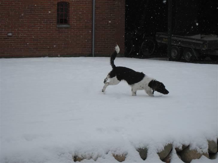 Kleiner münsterländer Thyboen's Candy - 28/3-08 den første dag hun sådan RIGTIG har oplevet sne :) billede 9