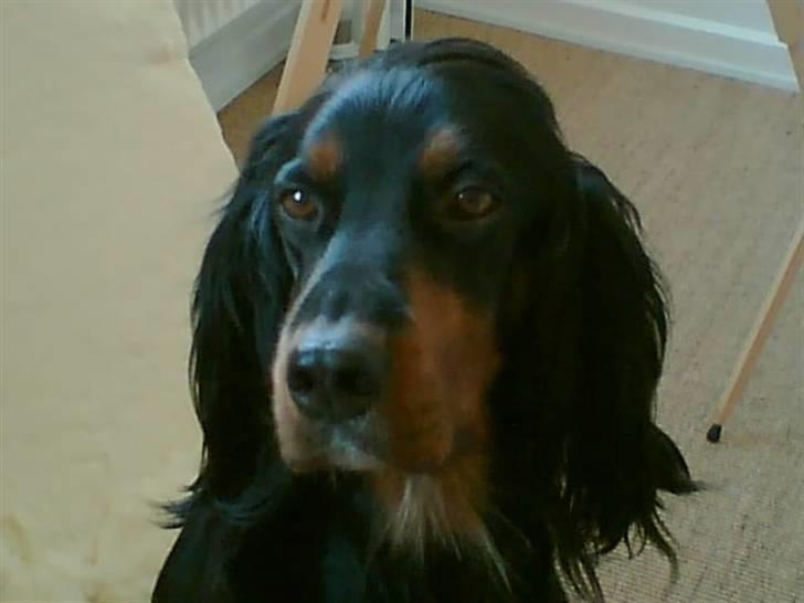 Gordon setter Aaens Diana (Lucky) - Den smukke hund<3 billede 7