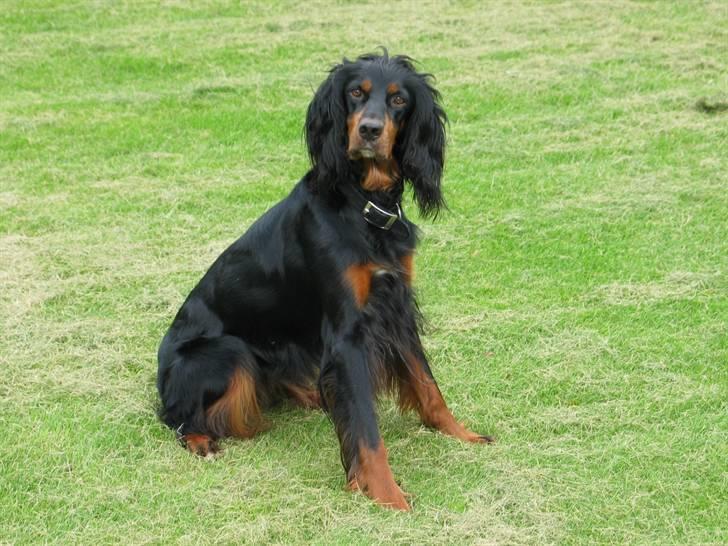 Gordon setter Aaens Diana (Lucky) - Se hvor fin den er <3 :) billede 8