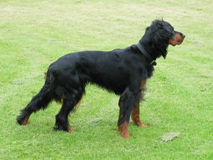 Gordon setter Aaens Diana (Lucky) billede 9