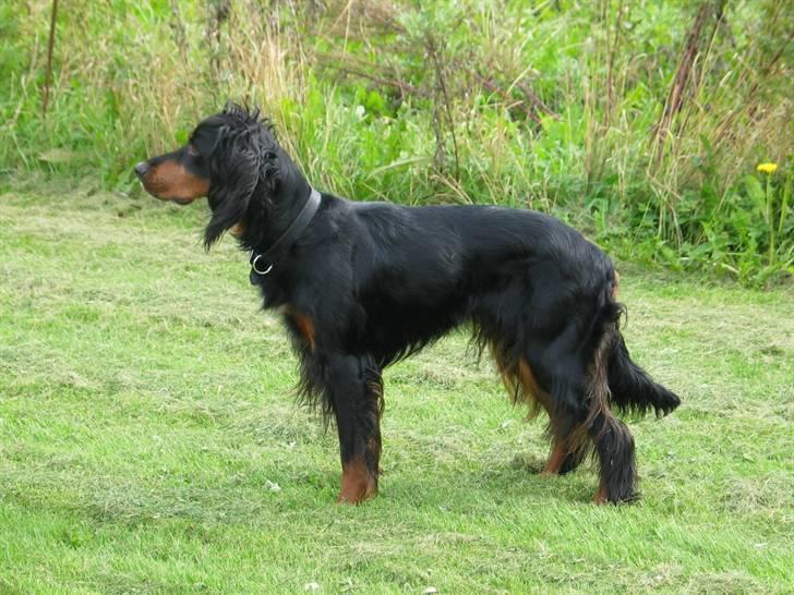 Gordon setter Aaens Diana (Lucky) billede 10