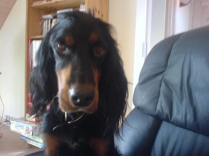 Gordon setter Aaens Diana (Lucky) - Hun kan også se sølle ud.<3 billede 11