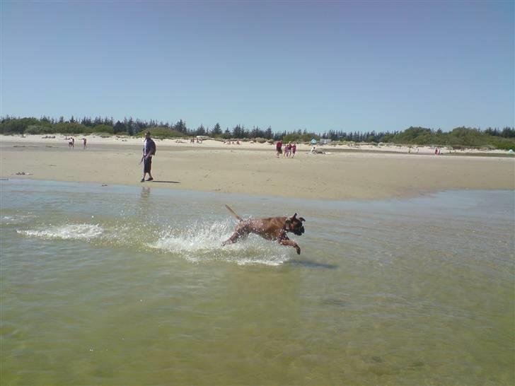 Boxer Champion Chiko billede 1