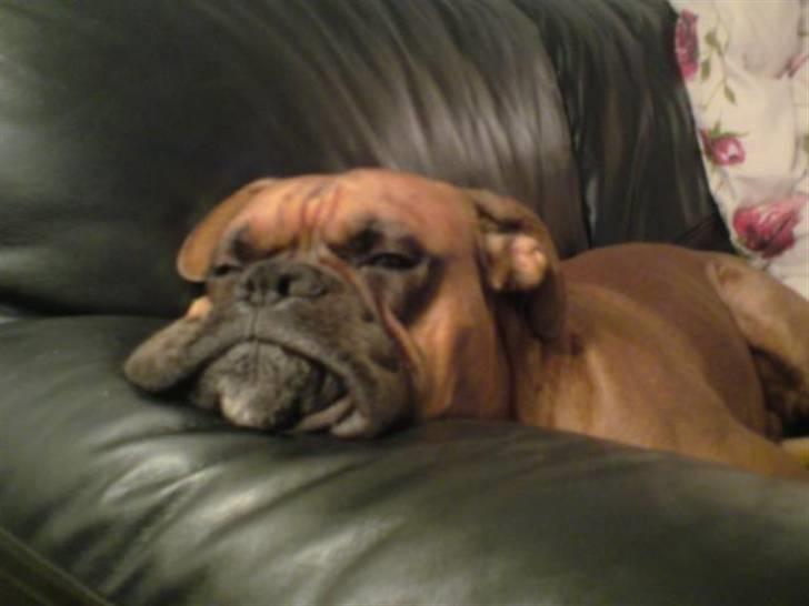 Boxer Champion Chiko - et søvnigt øjeblik billede 2