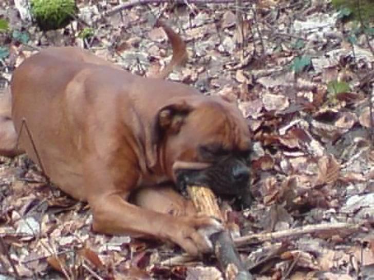 Boxer Champion Chiko billede 3