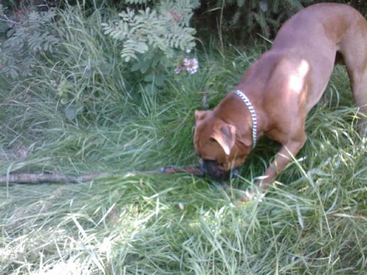 Boxer Champion Chiko billede 4