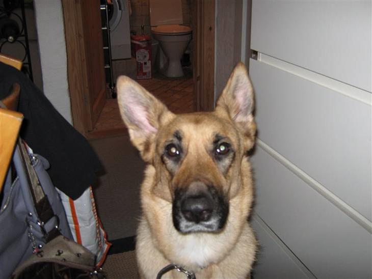 {{currentPhoto.altText}} billede {{currentPhoto.number}}