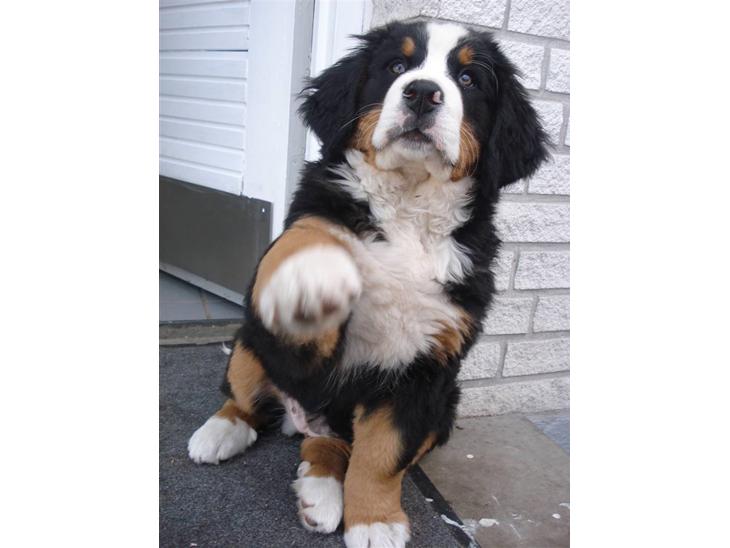 Berner sennenhund KAHLUA - Velkommen til min profil - find jer godt til rette billede 1
