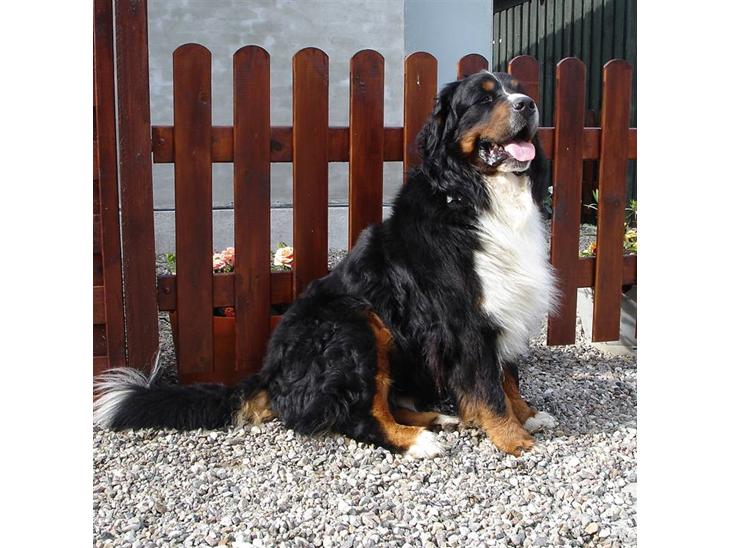 Berner sennenhund Balou - (død 2011) - Er jeg ikke en flot fyr? billede 1